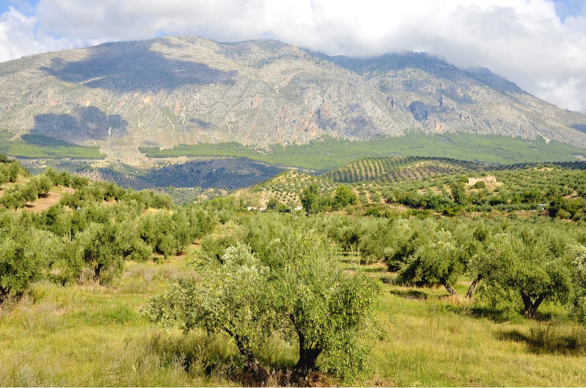  Olive trees. Sierra Mágina Natural Park