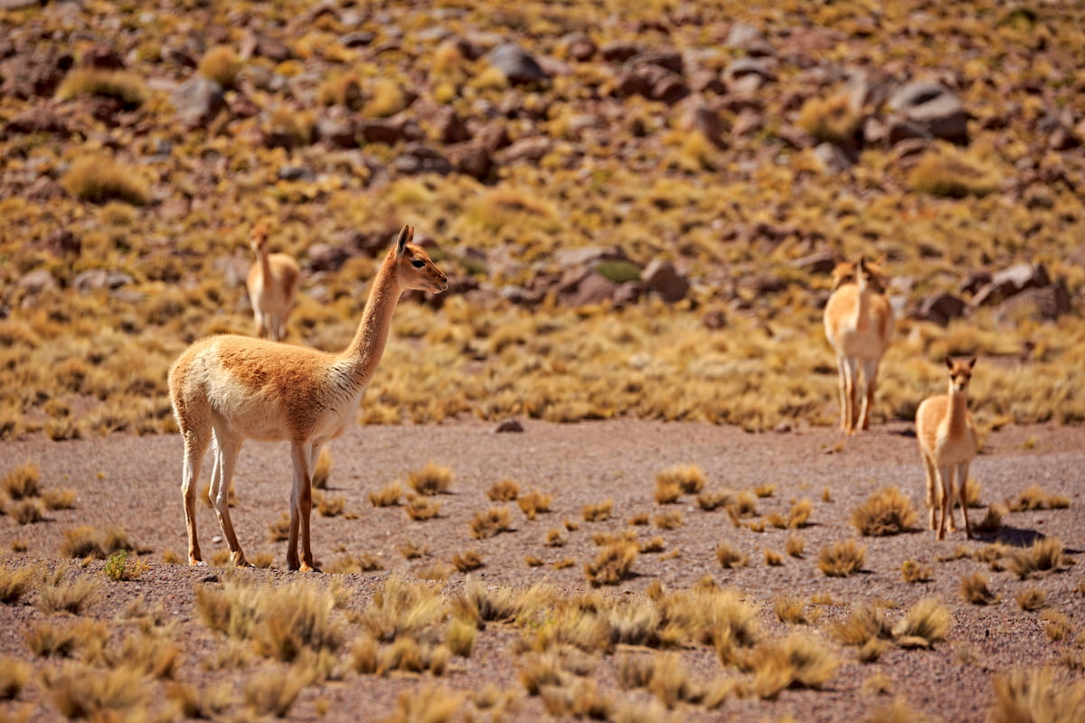 Guanacos searching for food in Parque Nacional Pan de Azucar, Chile