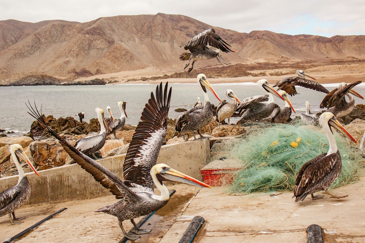 Pelicans Pan de Azucar National Park, Chile