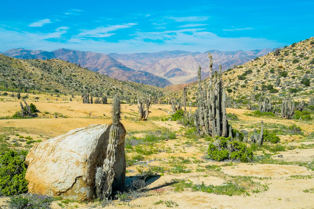 Deserted landscape with cactus in Parque Nacional Pan de Azucar, Chile