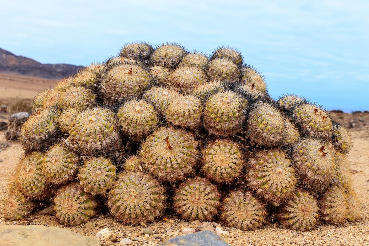 A cactus family in the Pan de Azucar ecological reserve. Atacama Region, Chile