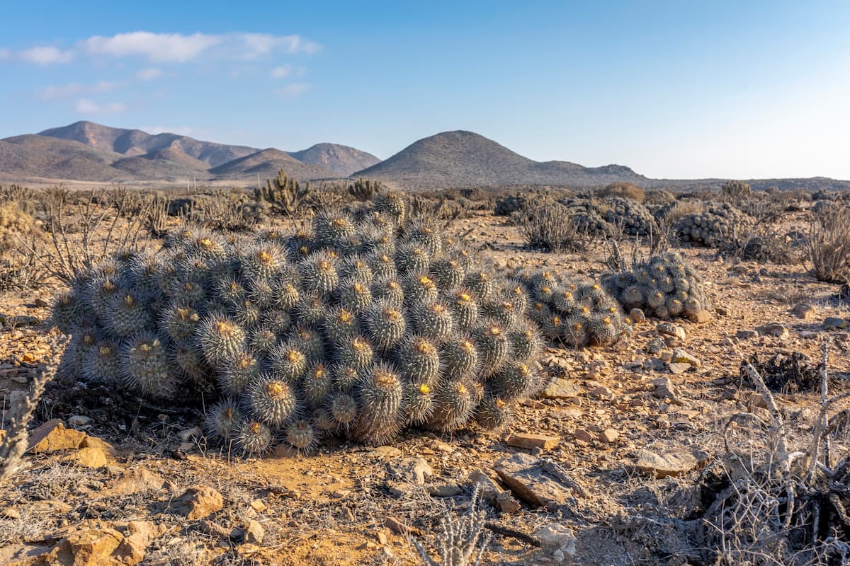 Copiapoa Carrizalensis Cactus at  Llanos de Challe National Park