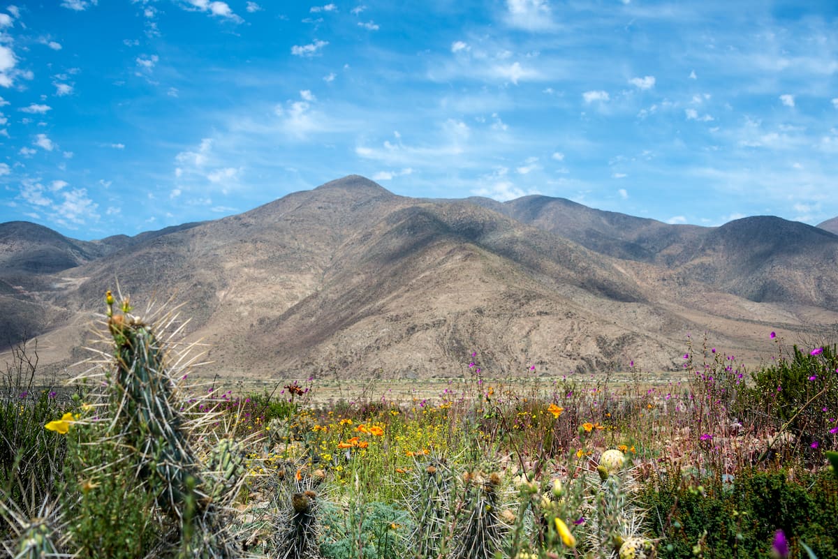 Flowering desert in Llanos de Challe National Park