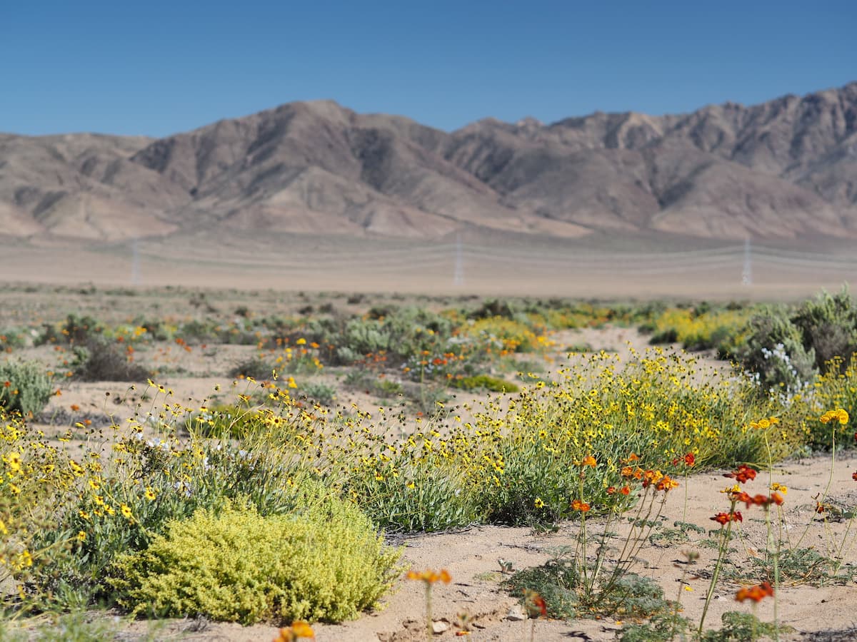 Flowering desert in  Llanos de Challe National Park