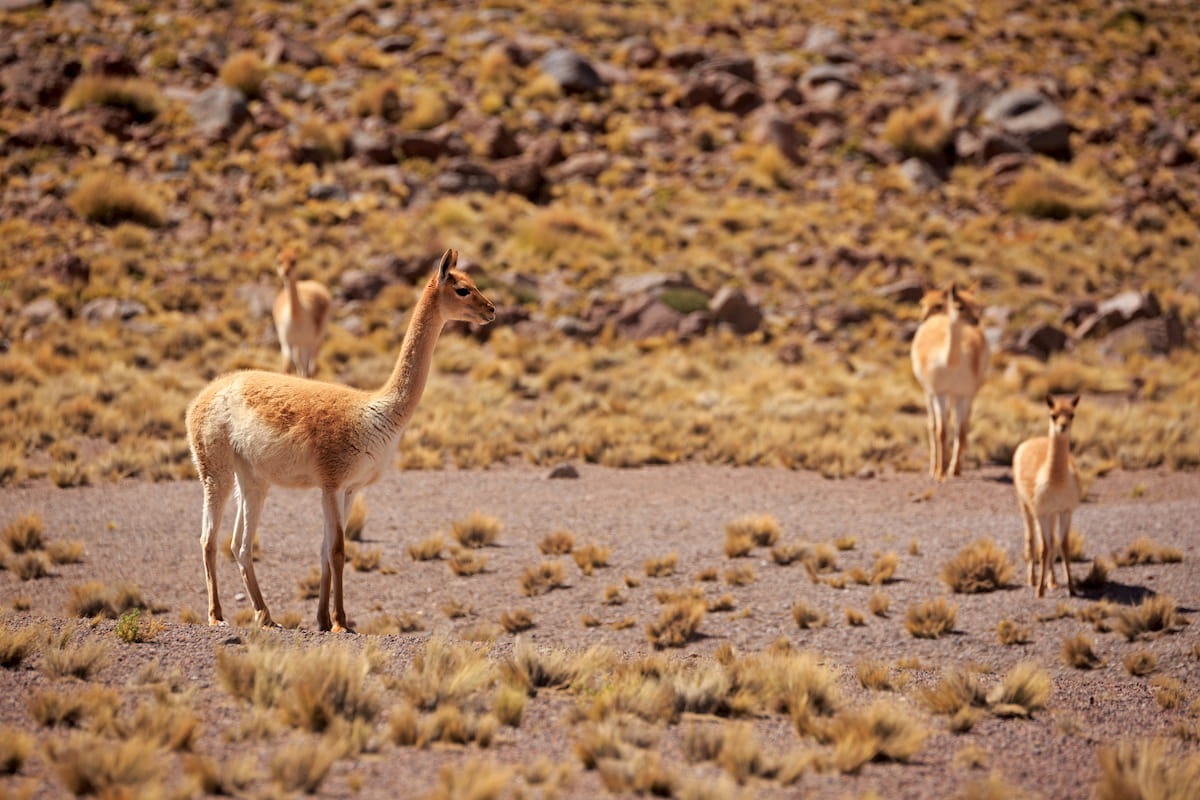 Guanacos searching for food in Llanos de Challe National Park