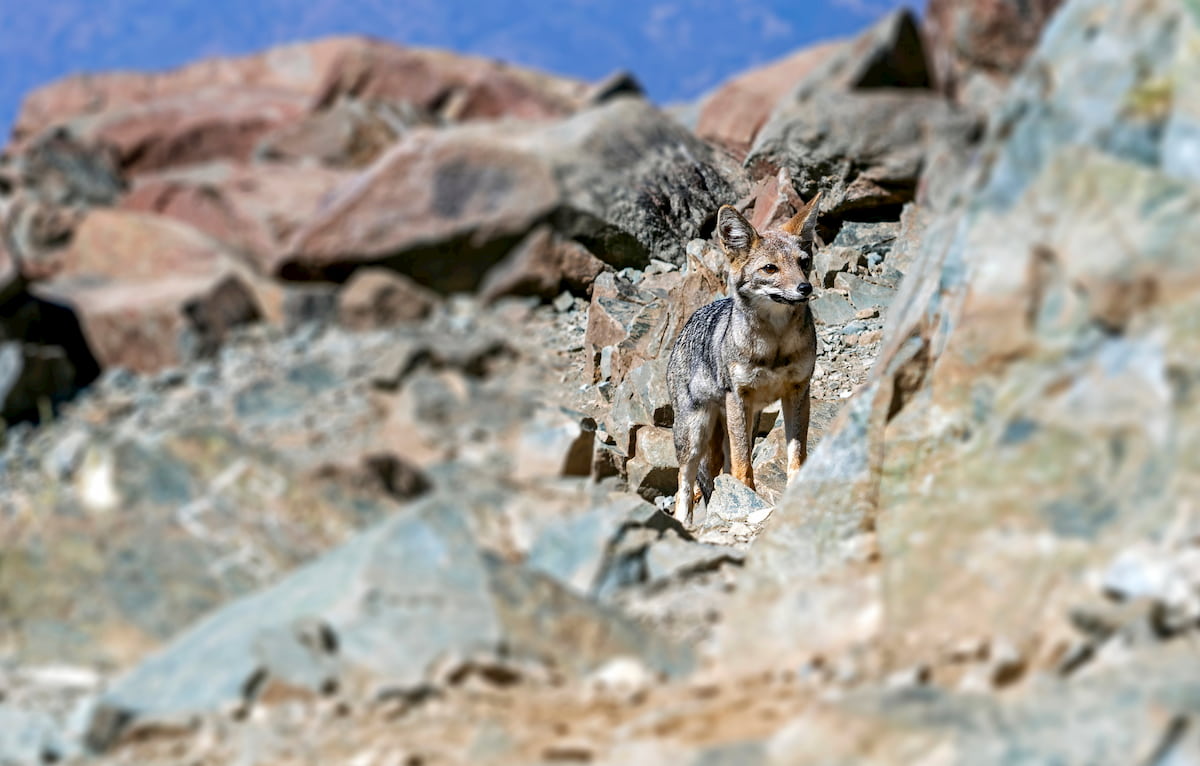Fox on the summit of Parque Nacional La Campana