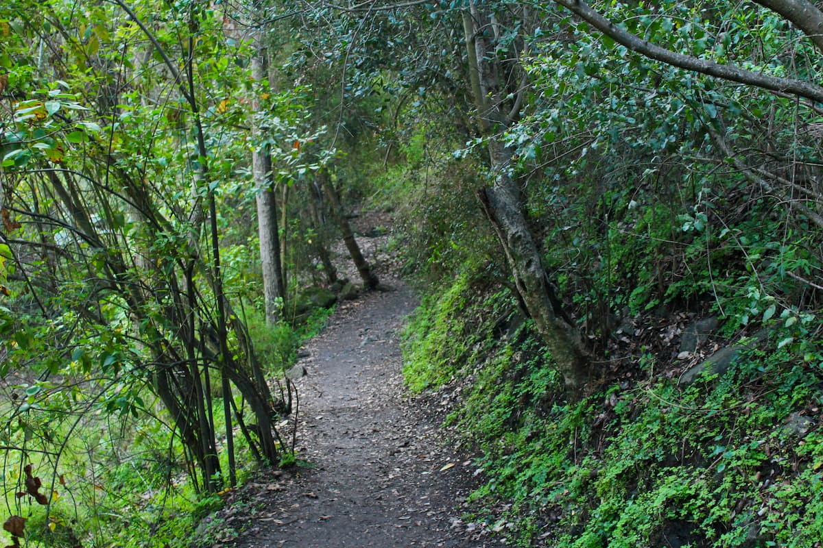 Woods in Parque Nacional La Campana