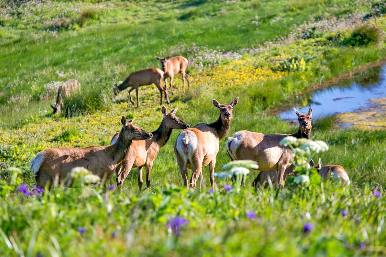 Tule elk. Phillip Burton Wilderness Area