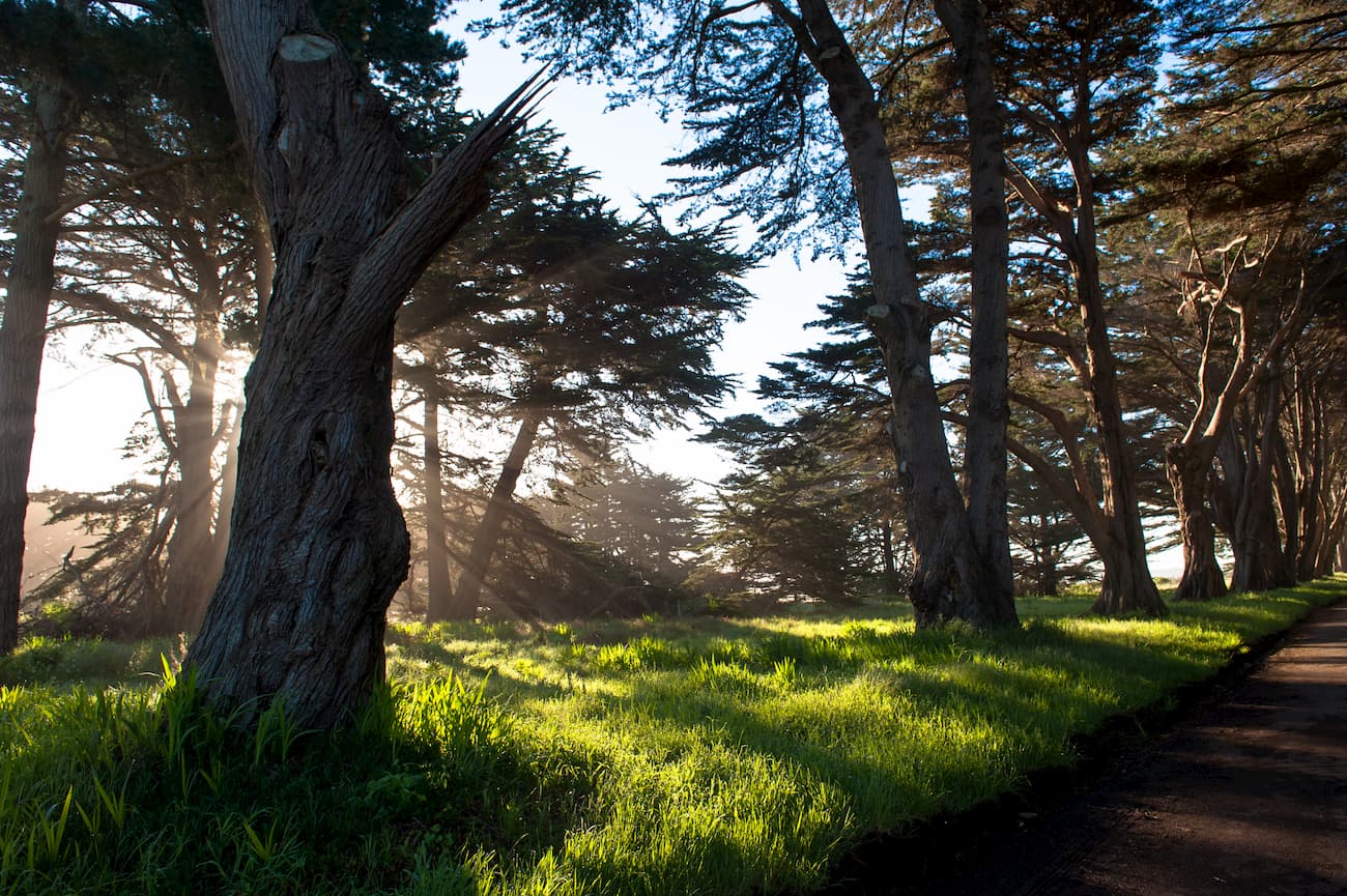 Monterey cypress. Phillip Burton Wilderness Area
