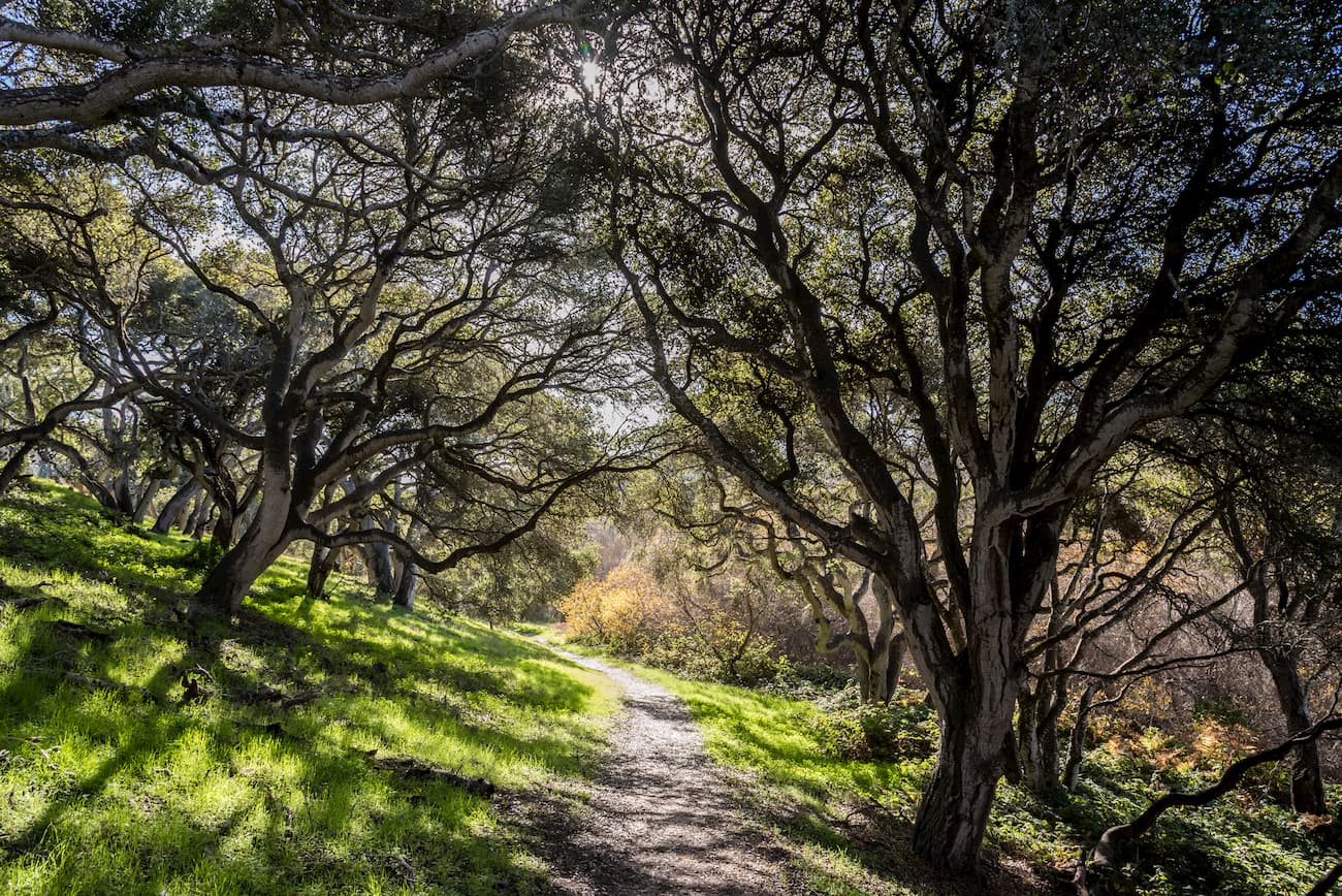 Oak forest. Phillip Burton Wilderness Area