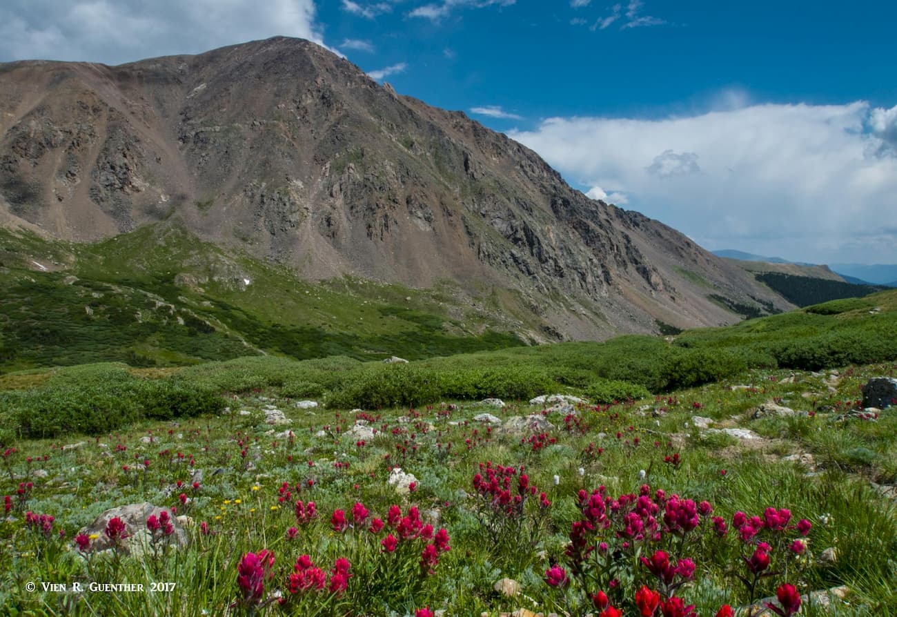 Smelter Gulch Wildflowers, Square Top Mountain