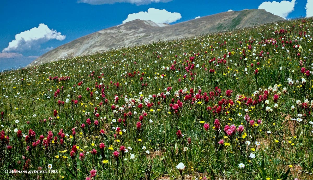 Wildflower Meadow below Mount Sopris. Pitkin County