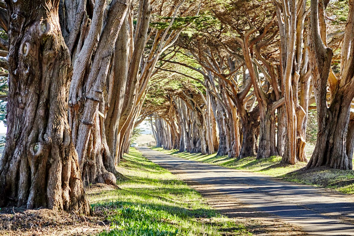 Cypress Tree Tunnel at Point Reyes National Seashore