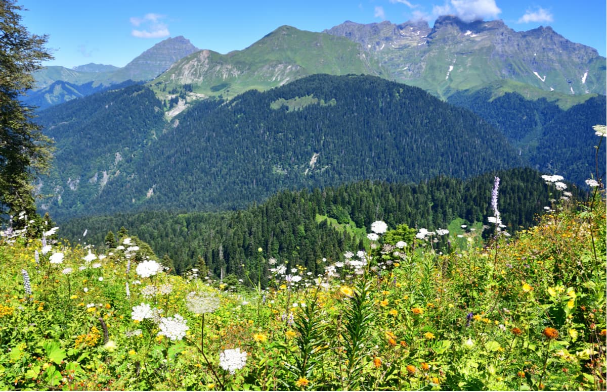 Near lake Ritsa in summer.  Abkhazia