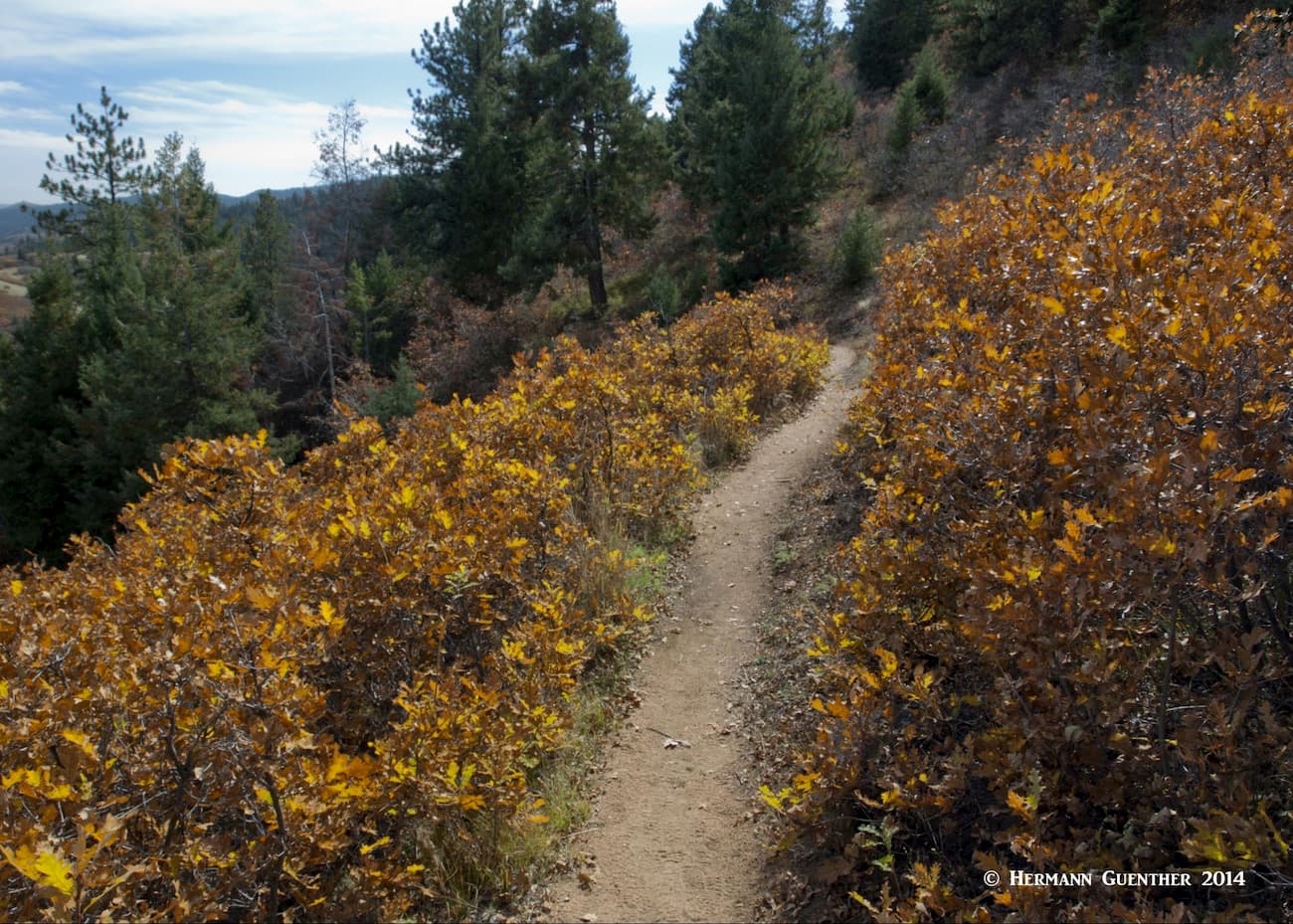 Gambel Oak along Carpenter Peak Trail