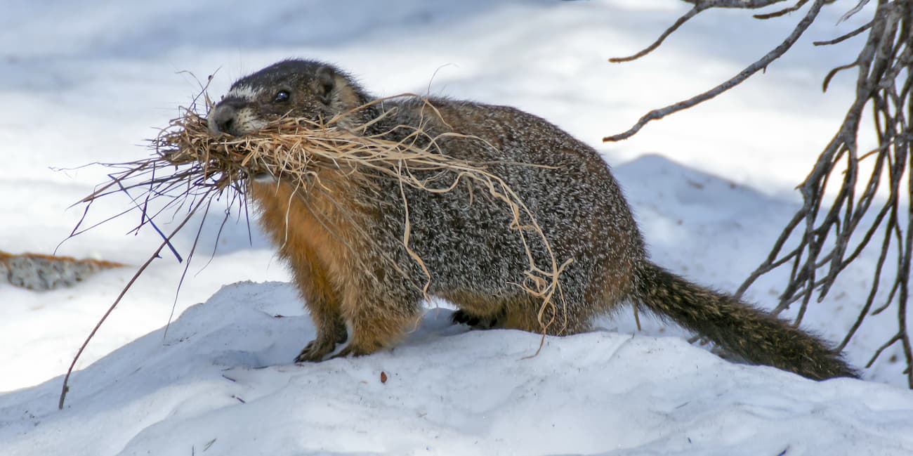 Yellow-bellied Marmot. Ruby Mountain