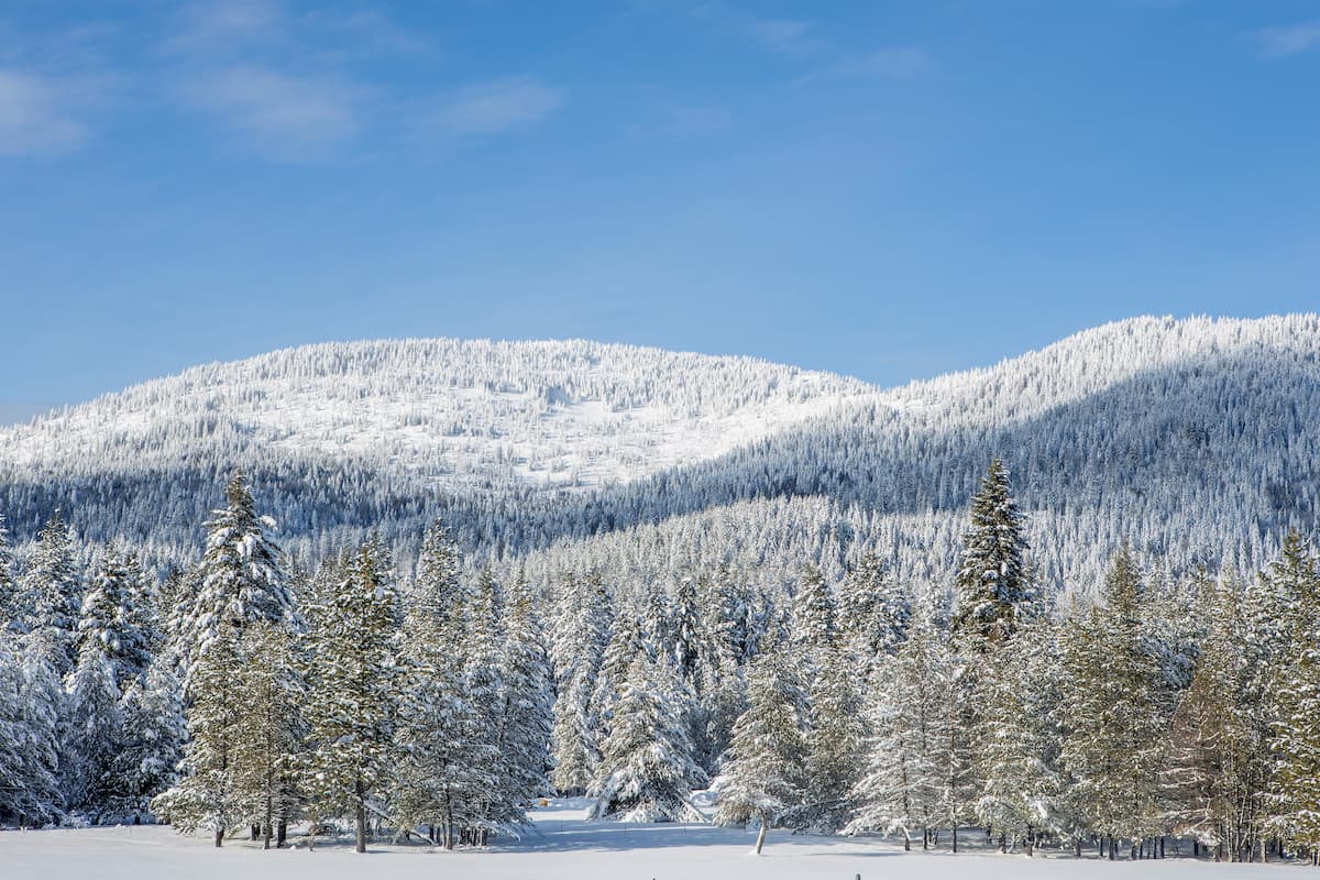 Сoniferous forest, Salmon-Challis National Forest