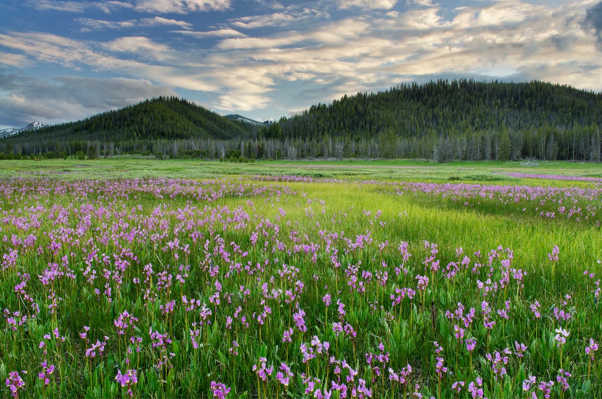 Wildflowers blooming in Elk Meadows, Salmon-Challis National Forest