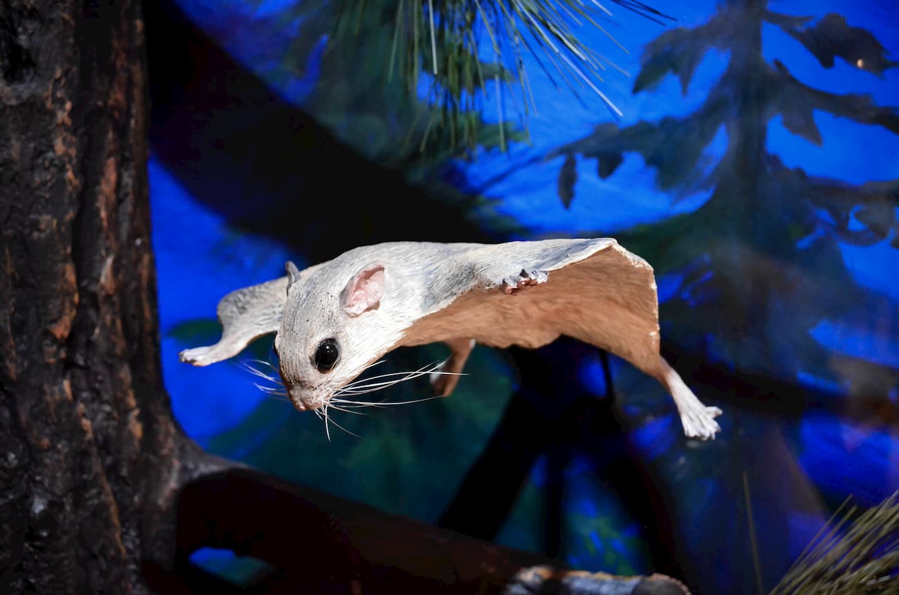 Flying squirrel. San Bernardino Mountains