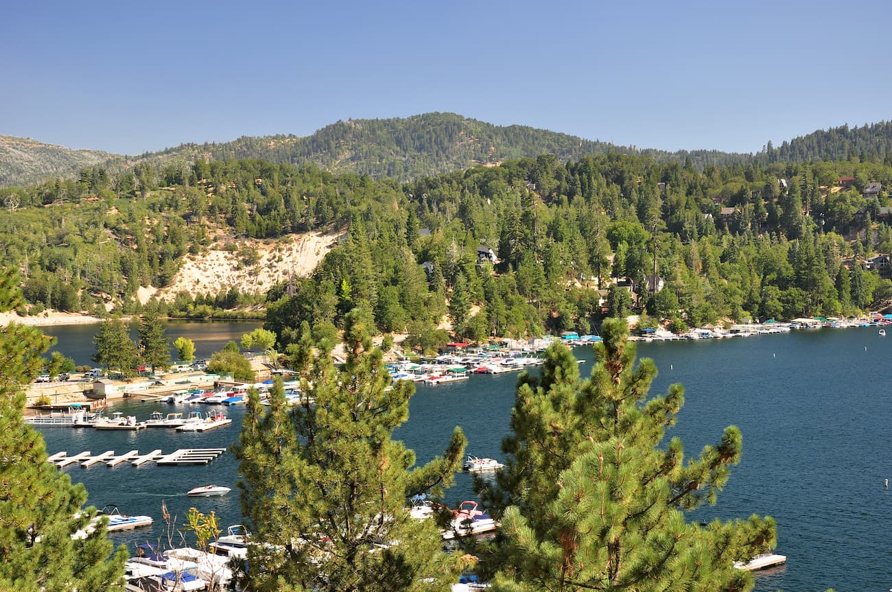 Forest. San Bernardino Mountains