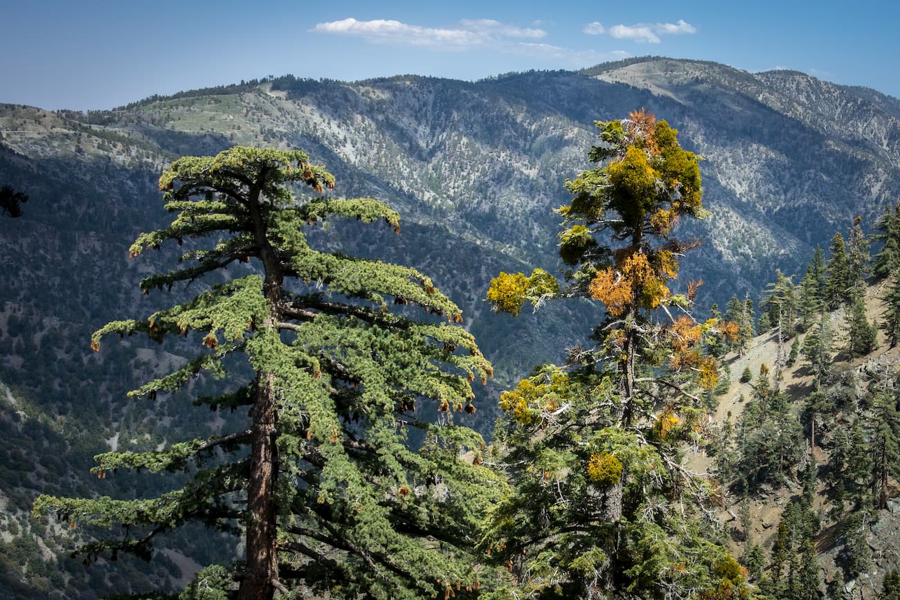 Pleasant View Ridge Wilderness. San Gabriel Mountains National Monument