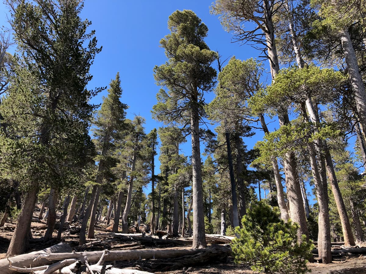 Forest trees of San Gorgonio Wilderness