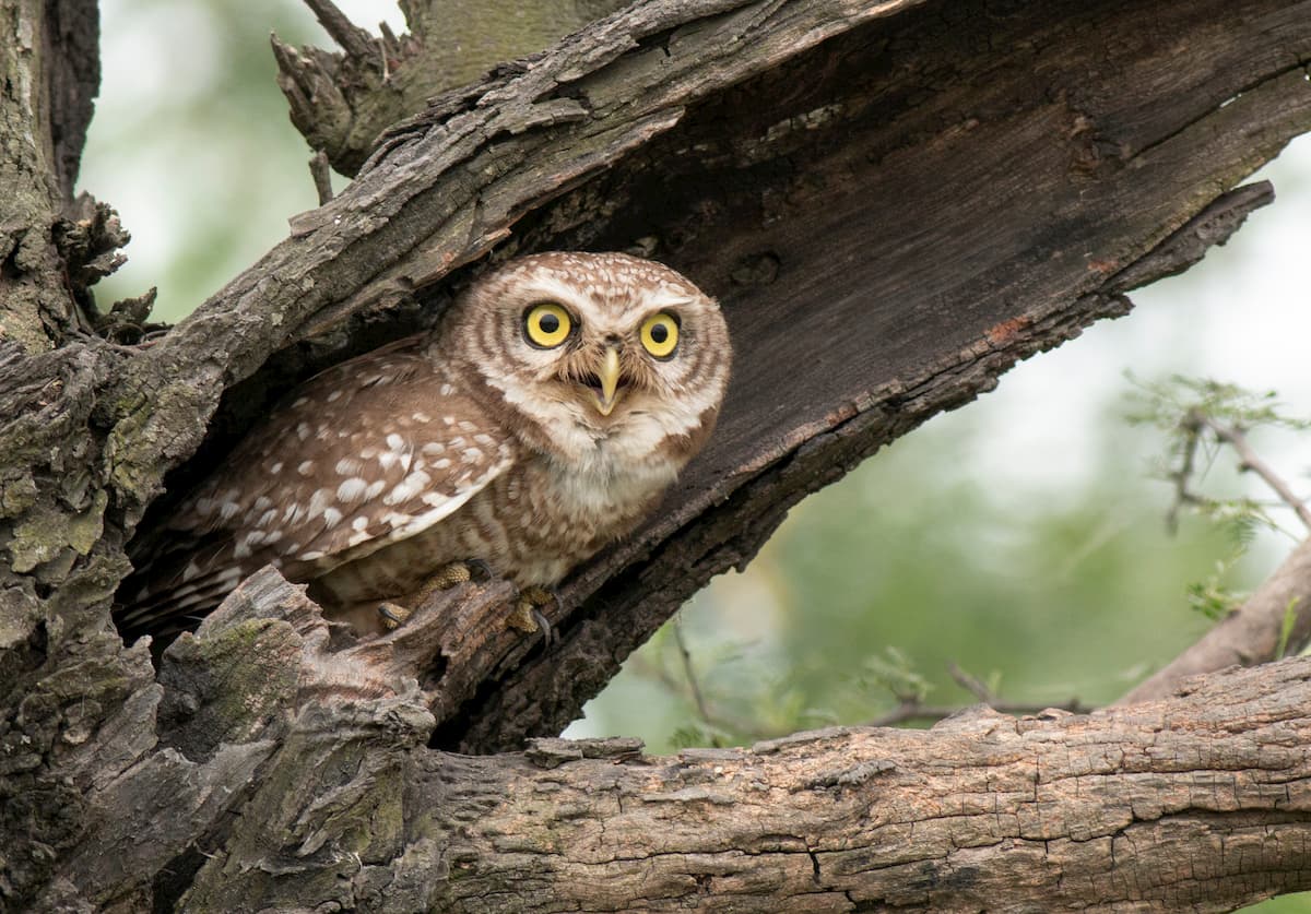 California spotted owl. San Gorgonio Wilderness