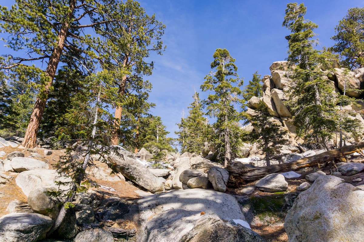Ponderosa pines on the trail to San Jacinto Mountain peak, California
