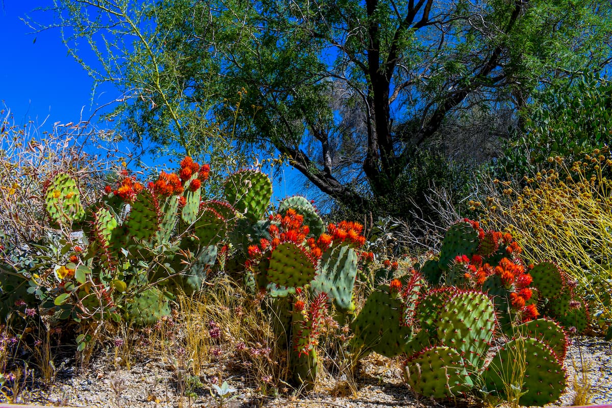 Santa Rosa and San Jacinto Mountains National Monument