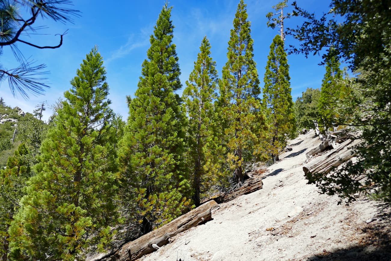 Sequoia trees. San Jacinto Mountains