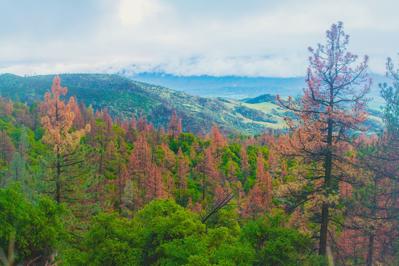 Figueroa Mountain. San Rafael Mountains