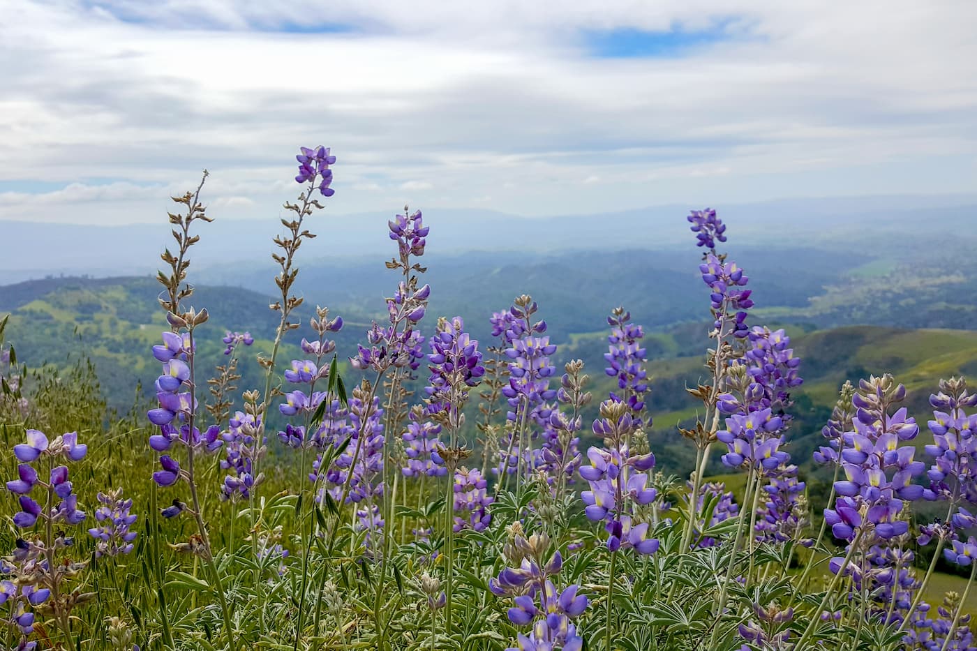 San Rafael Mountains