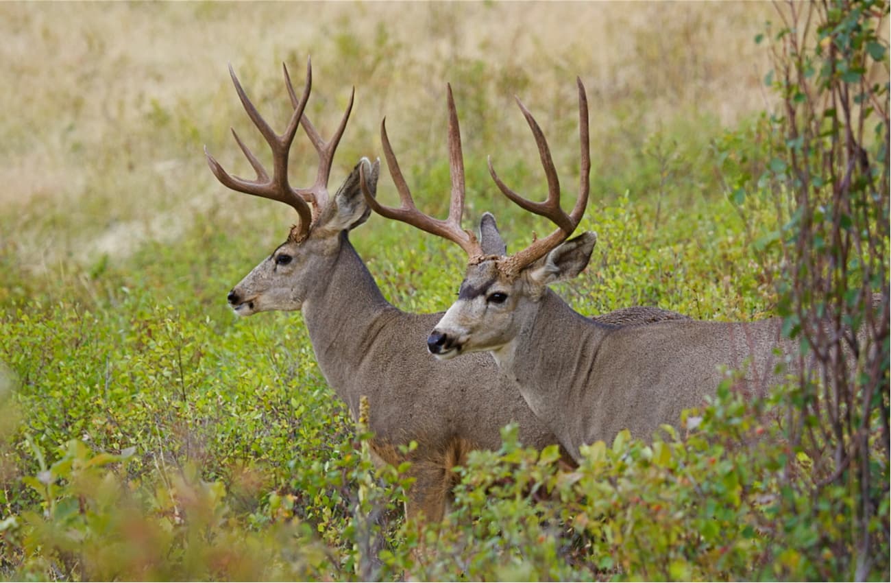 California mule deer. San Rafael Mountains