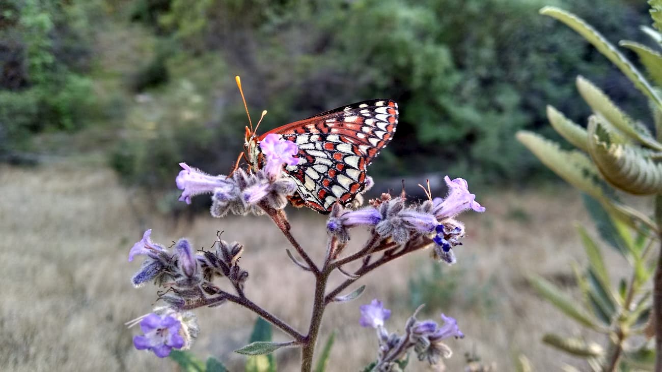 San Rafael Mountains