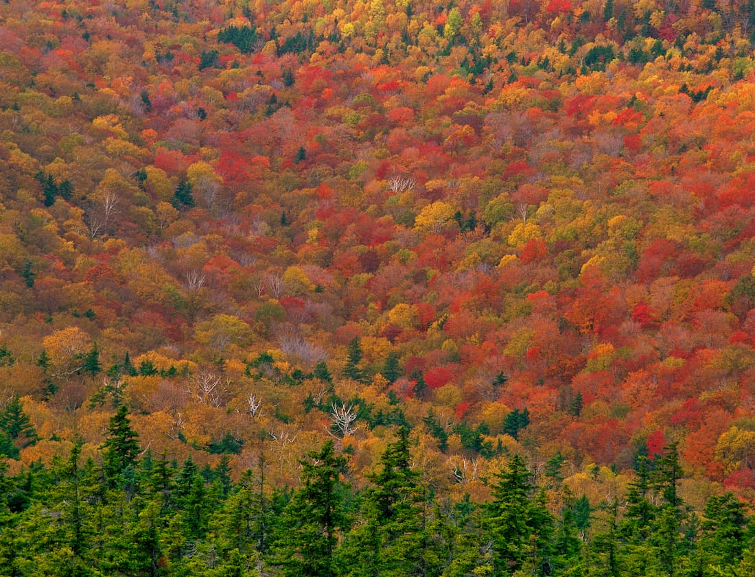 Forest in Sandwich Range