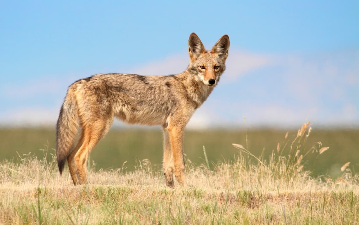 Coyotes. Santa Ana Mountains