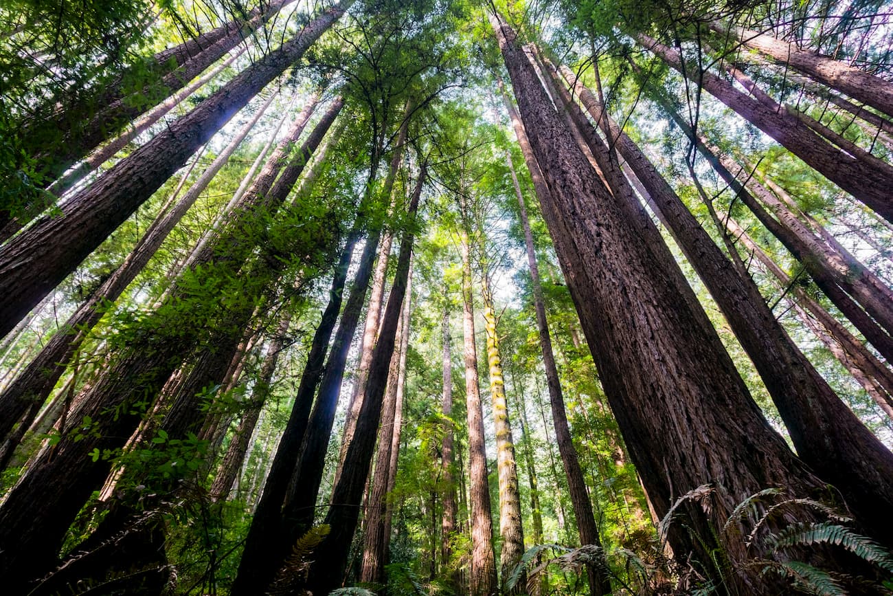 Santa Cruz Mountains