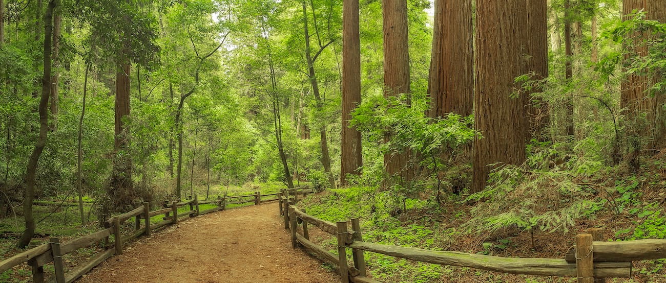 Henry Cowell Redwoods State Park