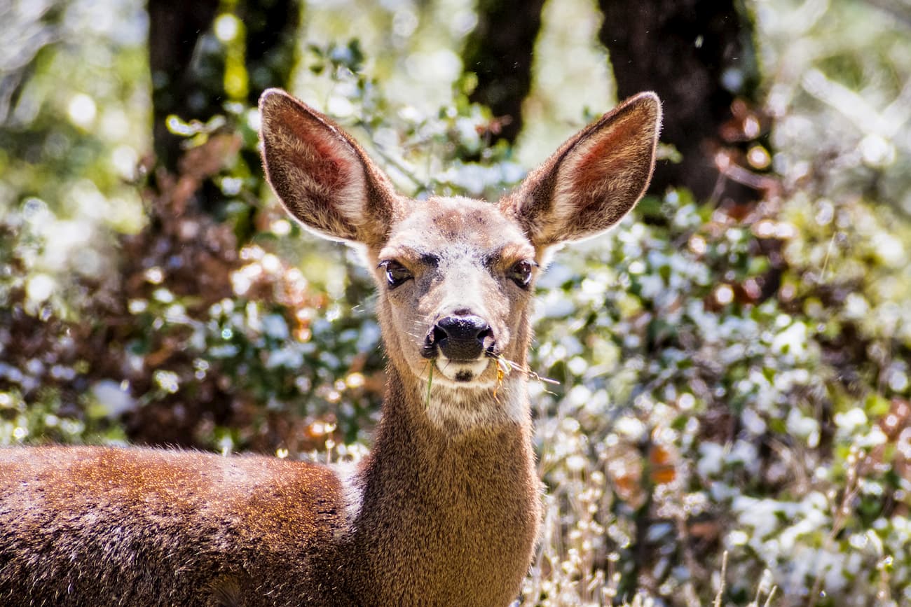 Mule deer. Santa Cruz Mountains