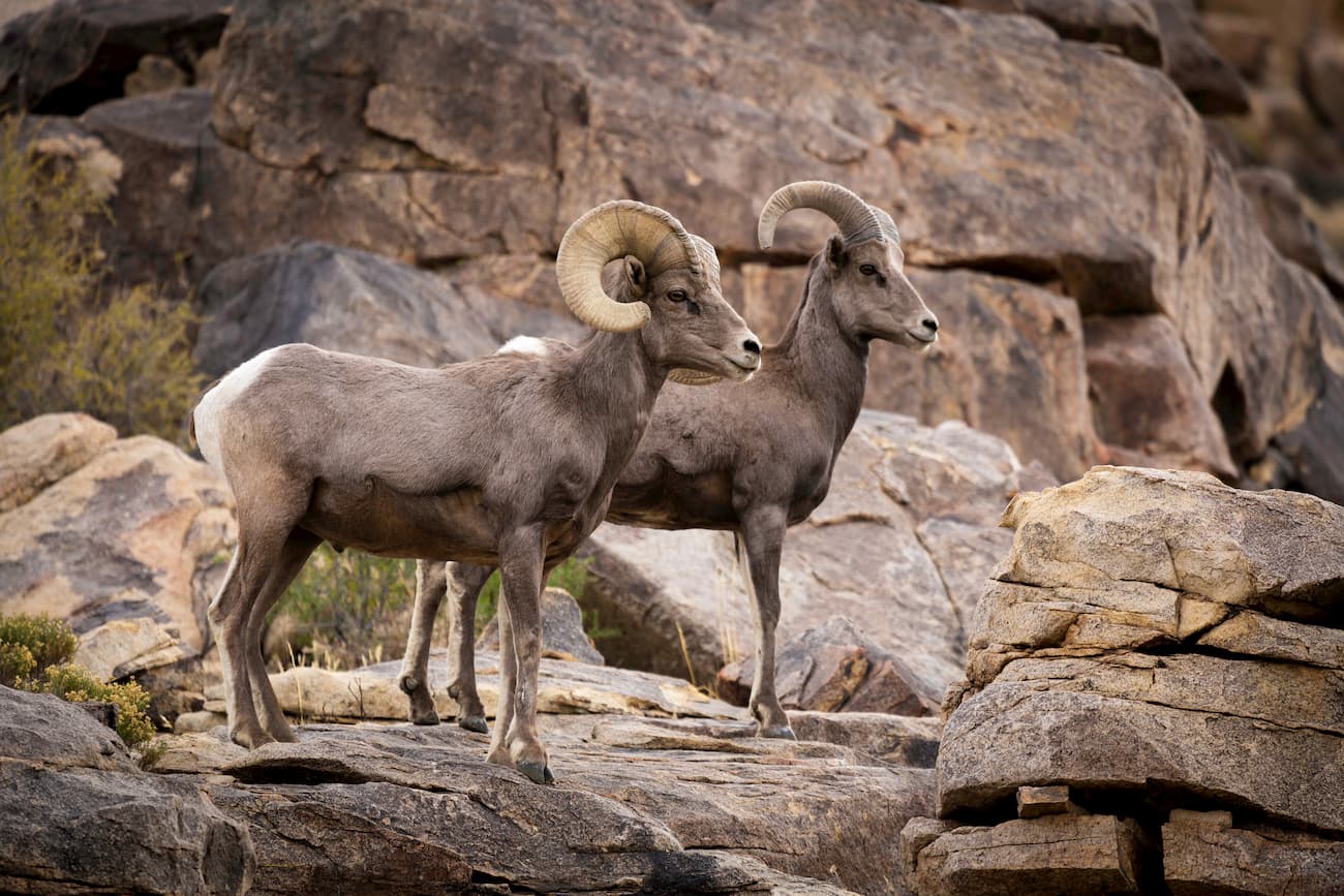 Bighorn sheep. Santa Rosa and San Jacinto Mountains National Monument