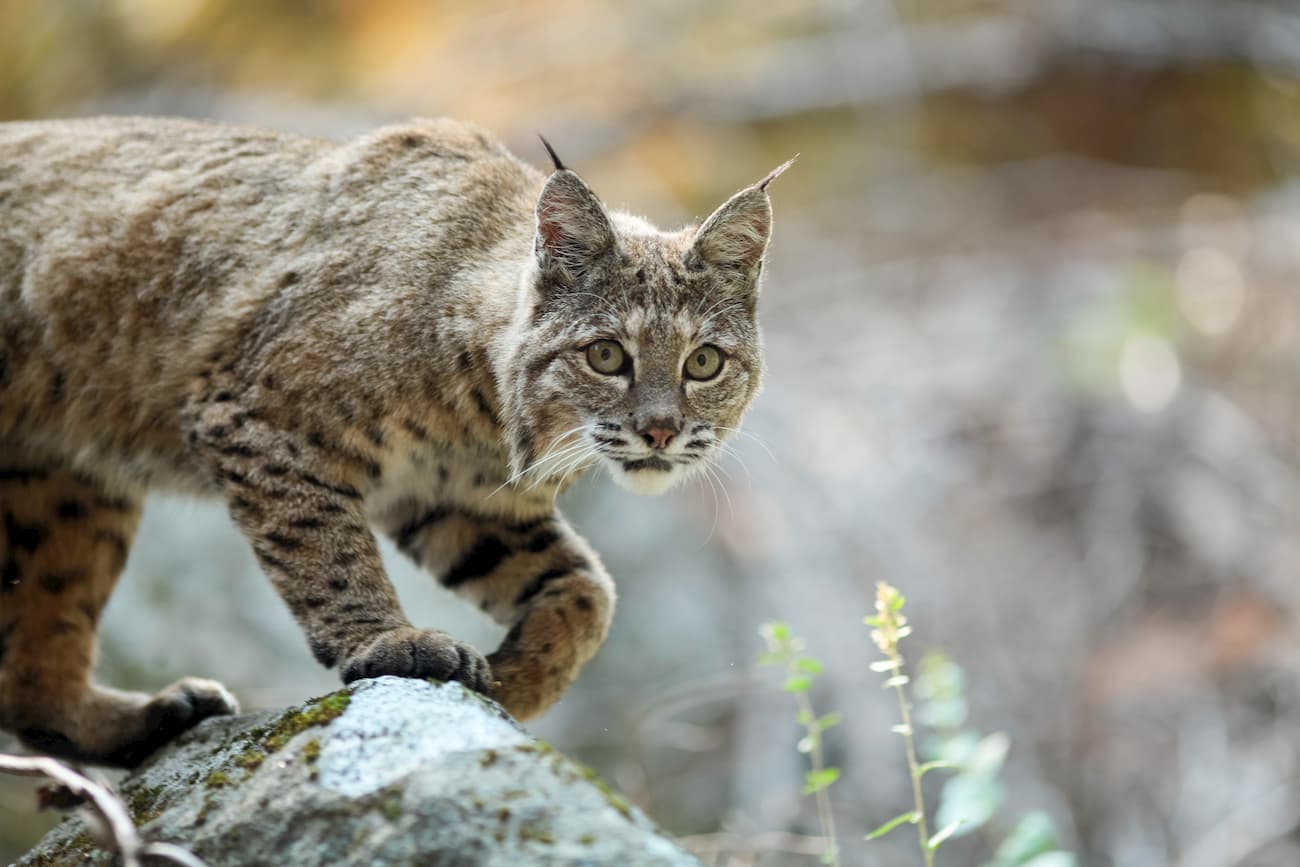 Bobcat. Sespe Wilderness