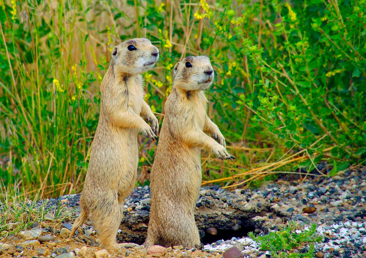 Prairie dogs on the lookout. Shoshone National Forest