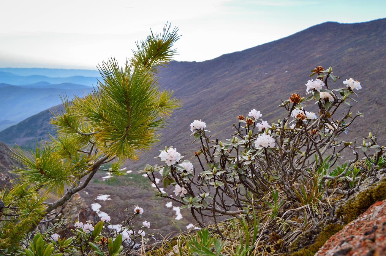 Borus mountain landscape. Shushensky Bor passage