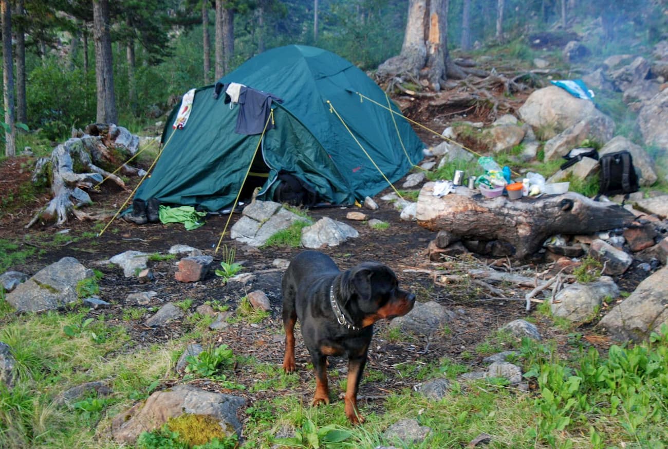 It might be a good idea to leave your dog at the Pelekhov Pass camps. Shushensky Bor passage