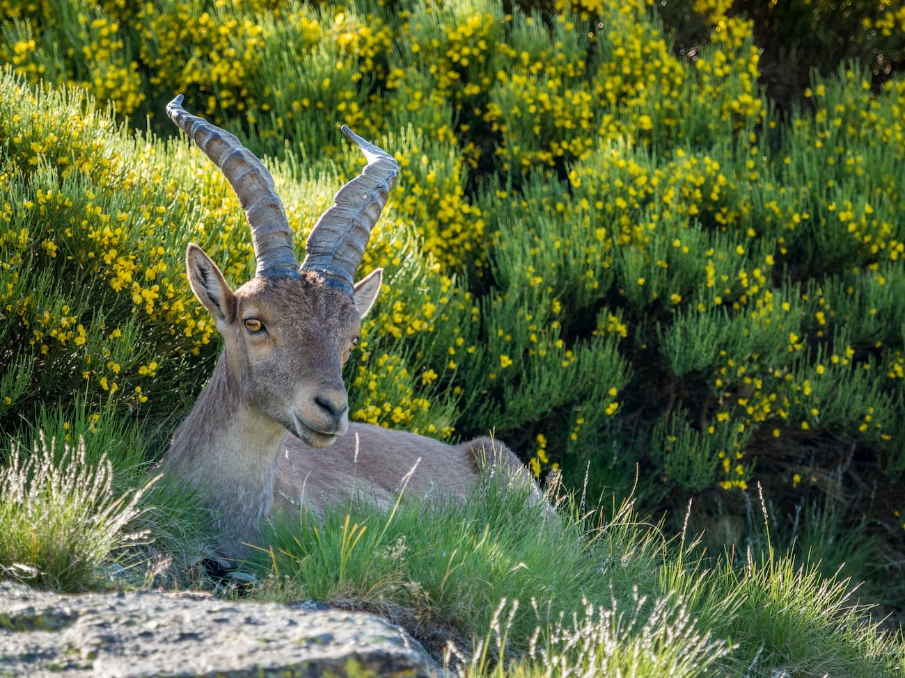 Spanish ibex. Sierra de Gredos Regional Park