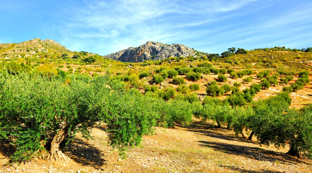 Vía Verde de La Subbética