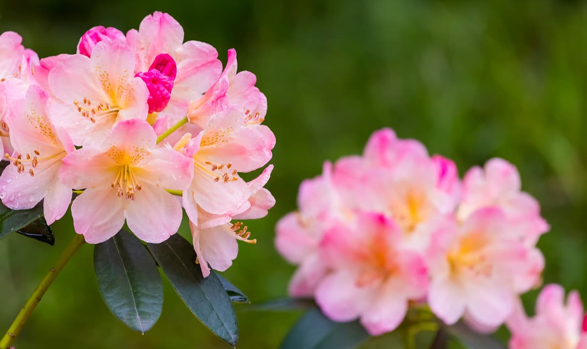 Rhododendron Fauriei