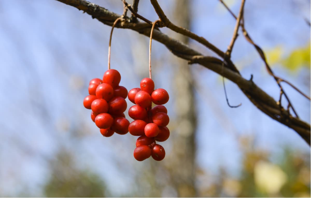 Brush fruit Schizandra. Sikhote-Alin Nature Reserve