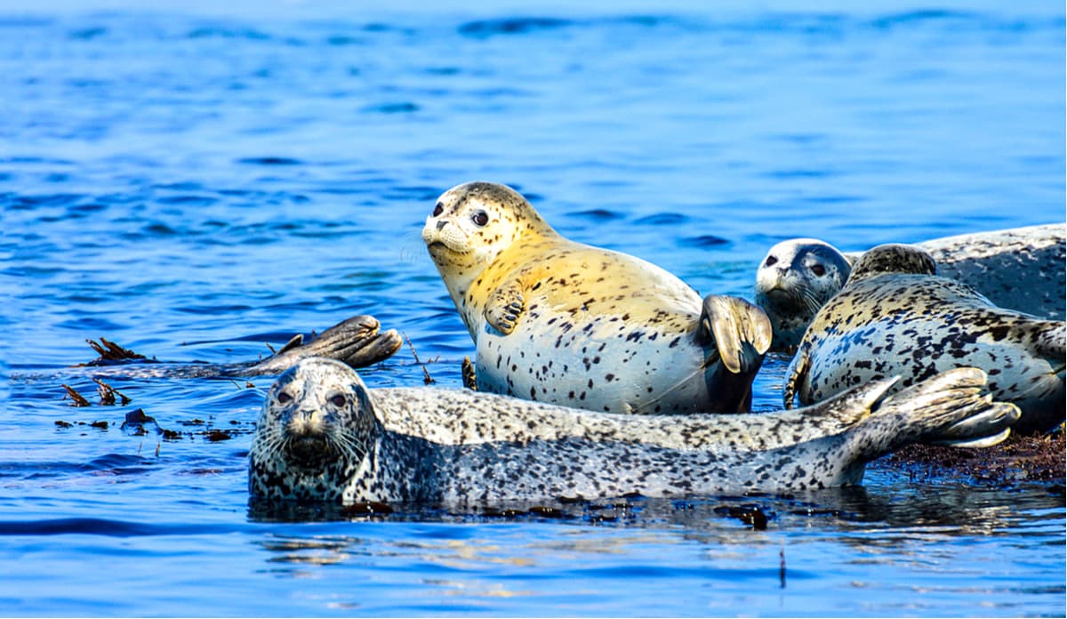 Spotted largha seals (Phoca largha)