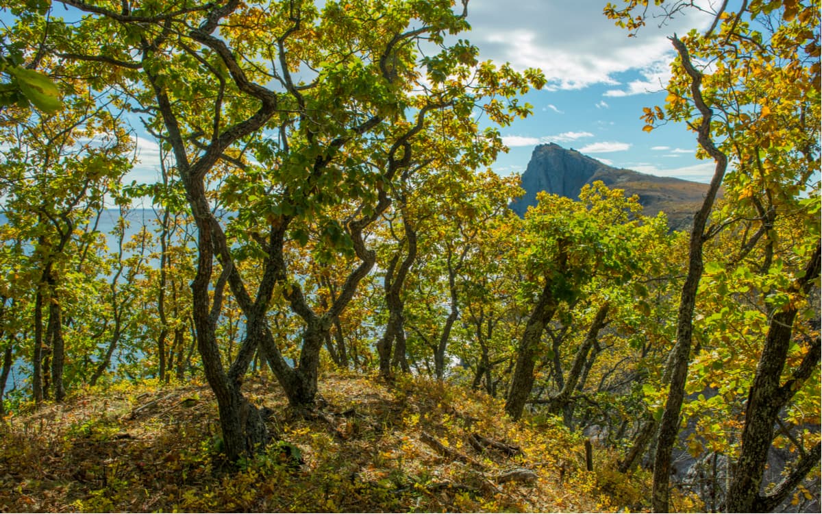 Sikhote-Alin Nature Reserve
